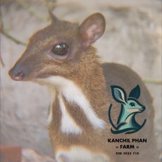 Cheo cheo con tại Kanchil Phan Farm