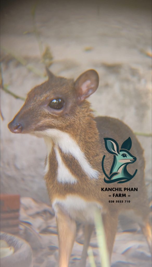 Cheo cheo con tại Kanchil Phan Farm