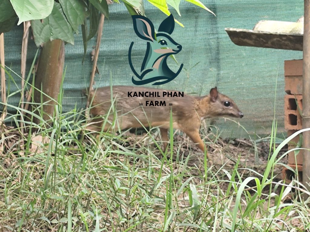 Chăn nuôi cheo nhẹ hơn nuôi heo